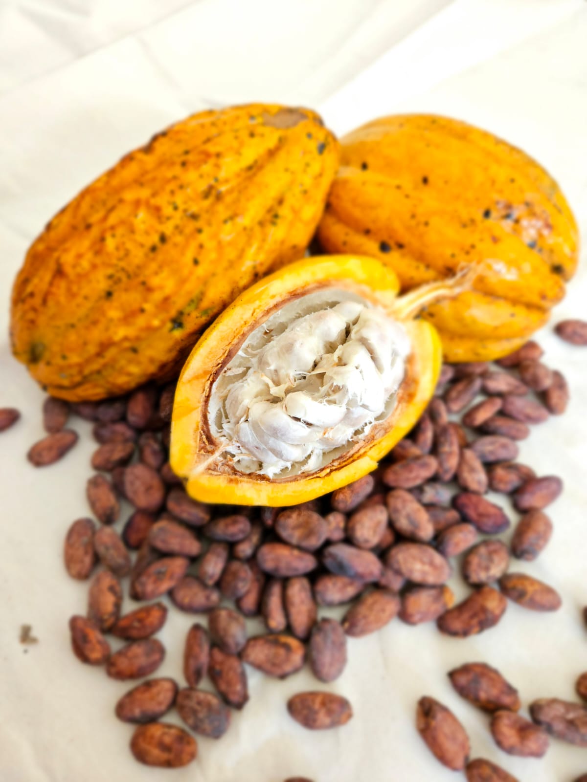 CACAO EN POLVO